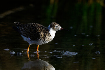Ruff - male // Kampfläufer - Männchen (Calidris pugnax)