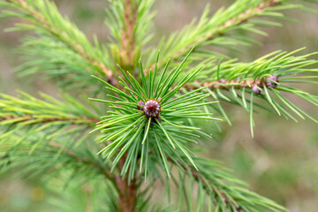 Closeup of foliage of Morinda spruce (Picea smithiana 'Sunray') in a garden in summer