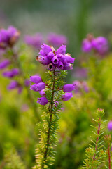 Closeup of flowers of Bell Heather (Erica cinerea f. aureifolia 'Fiddler's Gold') in a garden in summer