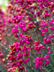 Closeup of flowers of Bell Heather (Erica cinerea 'Lady Skelton') 