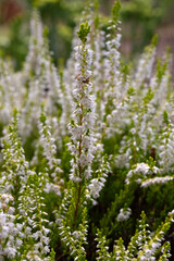 Closeup of flowers of Calluna vulgaris 'Guinea Gold' in a garden in summer