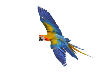 Colorful flying Camelot Macaw parrot isolated on transparent background png file