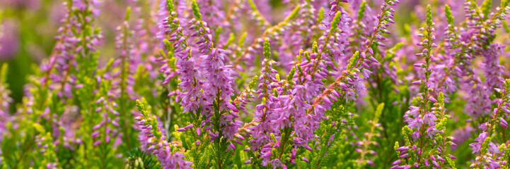 Obraz premium Panorama of flowers of Calluna vulgaris 'Amilto' in a garden in summer