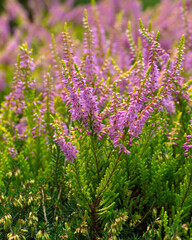 Closeup of flowers of Calluna vulgaris 'Amilto' in a garden in summer