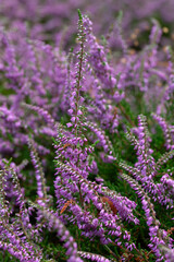 Closeup of flowers of Calluna vulgaris 'Bradford' in a garden in summer