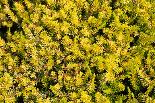 Closeup of foliage of Erica &times; darleyensis f. aureifolia 'Golden Perfect' in a garden in summer
