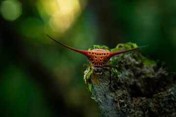 Long horned orb weaver spider (macracantha arcuata) perching on mossy wood chunk, natural bokeh background