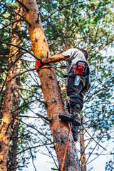 Tree surgeon, chainsaw Arborist working in the crown of a pine tree and cutting with a chainsaw. Adult man wearing full equipment