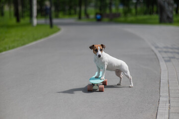 Jack Russell Terrier dog rides a penny board in the park. 