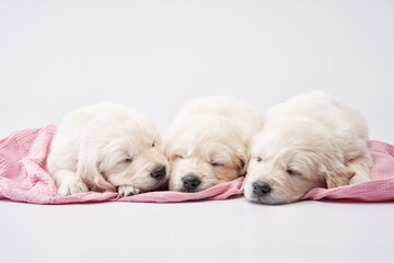 Three Golden Retriever puppies are captured in a heartwarming slumber, cuddled together on a soft pink blanket