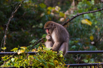 日本の野生動物　群馬県安中市　アプトの道のニホンザル