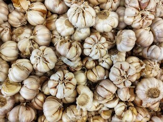 garlic as a cooking spice