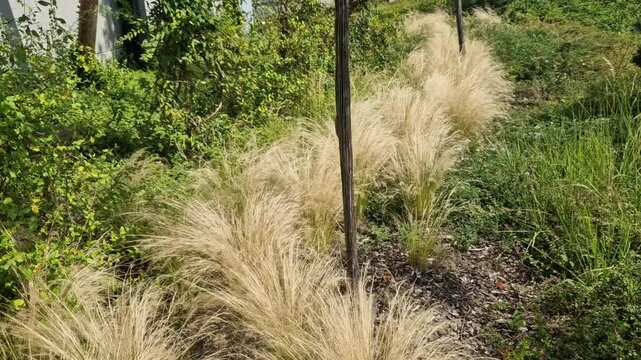 The dry leaves of the grass curl in the wind and look like hair. lawn and several trees. flowerbed with sheet metal curb and light marble, limestone mulch gravel. modern park in autumn