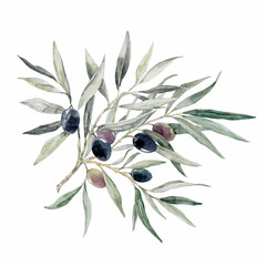 Beautiful hand drawn watercolor olive branch with black olives stock illustration.