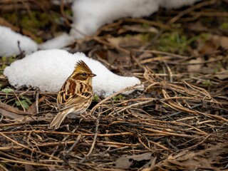 積もった雪の合間から見える地面に降りてエサを探しているミヤマホオジロの雌