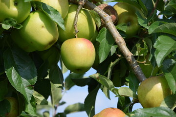 Äpfel auf der Plantage