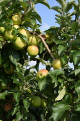 Äpfel auf der Plantage