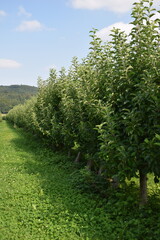 Äpfel auf der Plantage