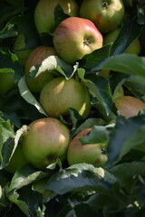 Äpfel auf der Plantage