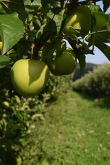 Äpfel auf der Plantage