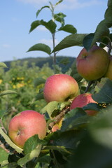 Äpfel auf der Plantage