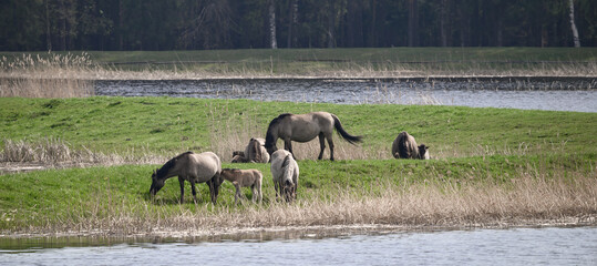 Stado koni na zielonej trawie, wokół staw, piękny krajobraz © Paweł Kacperek