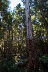 Korowal/Mt Solitary traverse in Blue Mountains National Park