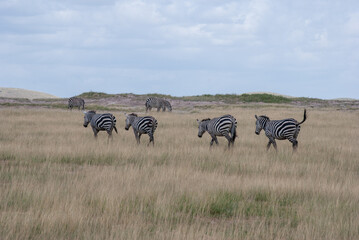 walking zebras