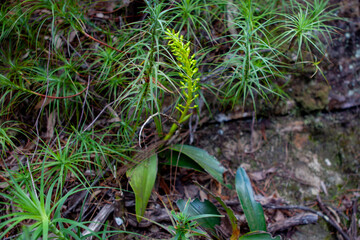 Obraz premium Korowal/Mt Solitary traverse in Blue Mountains National Park