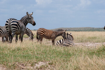 zebra mother and child
