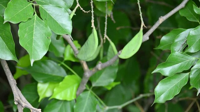 Millettia pinnata fruits. It&nbsp;is a species of tree in the pea family Fabaceae. Its other names  Pongamia&nbsp;pinnata, Indian beech&nbsp;and&nbsp;Pongame oiltree. Oil is extracted from its seeds. Ayurvedic medicine.