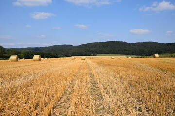 Ernte auf einem Feld