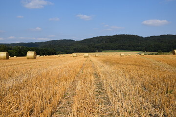 Ernte auf einem Feld