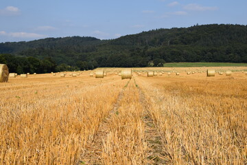 Ernte auf einem Feld
