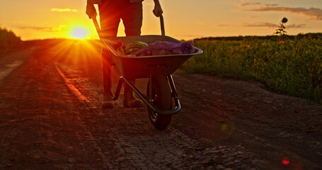 Farmer walking on a dirt road at sunset, pushing a wheelbarrow beside a cornfield.