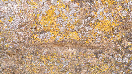 Close-up of the texture of yellow lichen on a stone