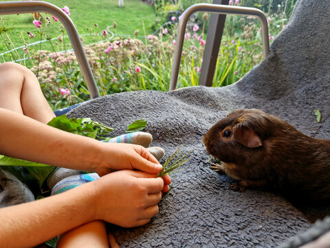 a little boy is feeding grass to guinea pigs on a chair. breeding strengthens children's relationships with animals from a young age to adulthood