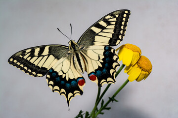 Farfalla