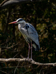 枝に留まって周りを見渡しているアオサギ