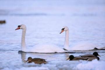 Wild swans spend the winter on the river in a big city.