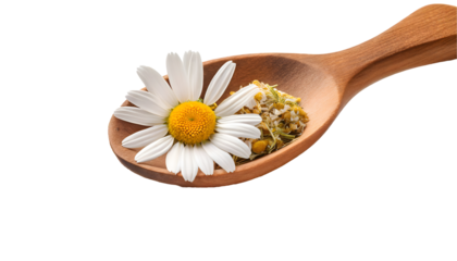 dry chamomile in a wooden spoon and one fresh chamomile flower on a white isolated background. Generative AI.
