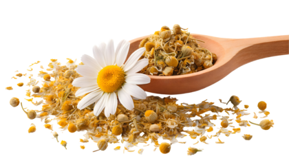dry chamomile in a wooden spoon and one fresh chamomile flower on a white isolated background. Generative AI.