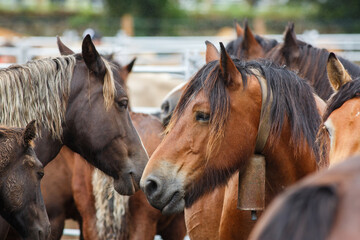 Close-up view of a group of horses at a livestock fair