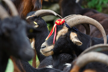 Close-up view of a group of black and brown goats at a livestock fair
