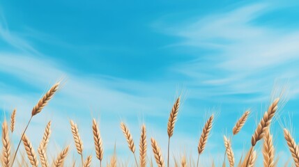 Fototapeta premium Golden wheat field with a beautiful sky and clouds