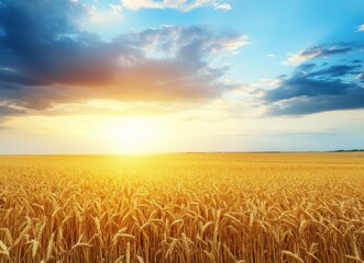 Golden wheat field with a beautiful sky and clouds