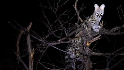 Genet in tree