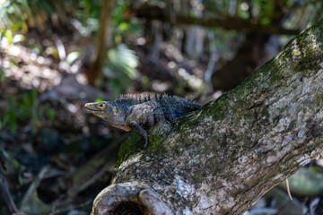 A colorful lizard sits on a mossy log in Costa Ricas vibrant jungles, showcasing its stunning colors and textures, making it a captivating sight in this rich biodiversity landscape