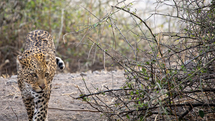 juvenile leopard