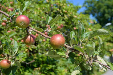 apples on a tree